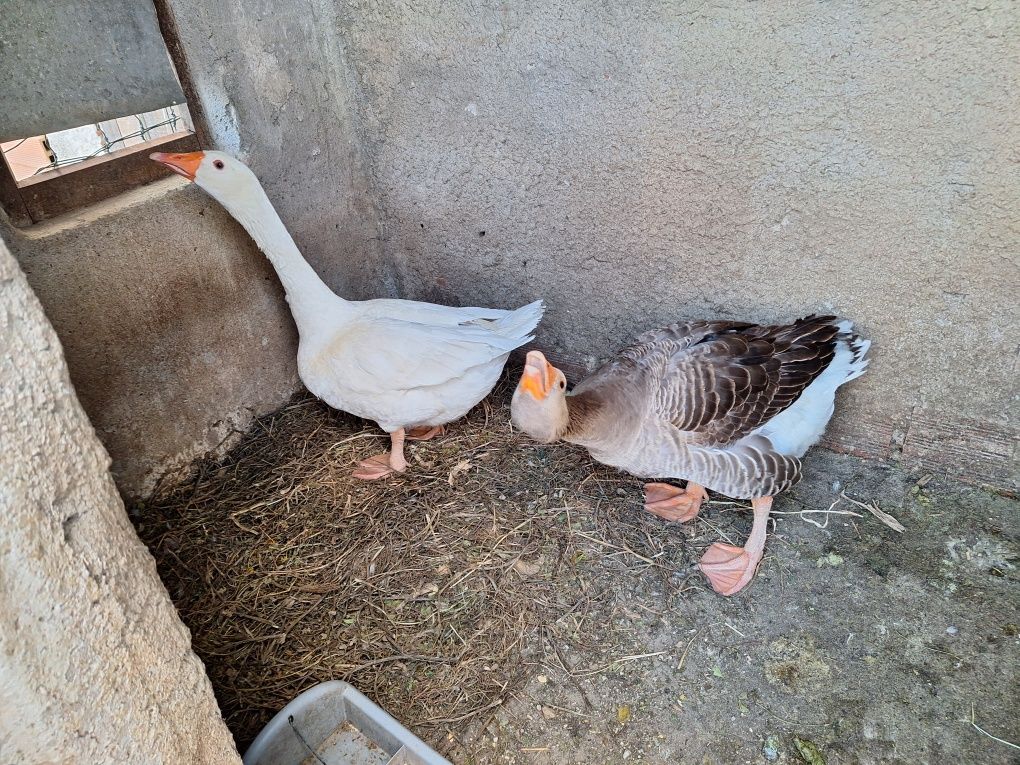 Casal de Gansos Domésticos