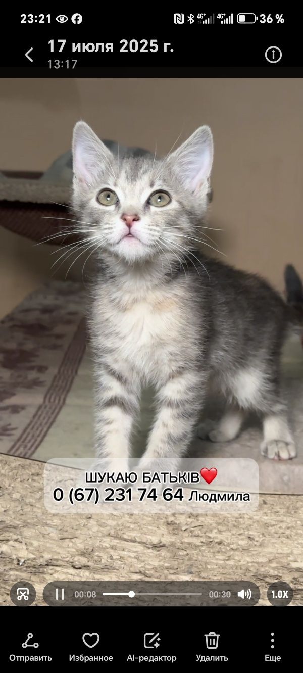 Подарю маленькую котейку 2 мес