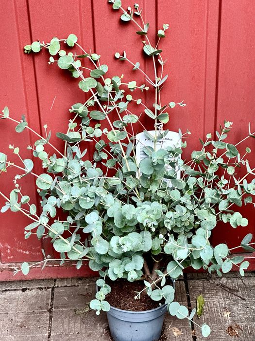 Евкаліпт. Доставка