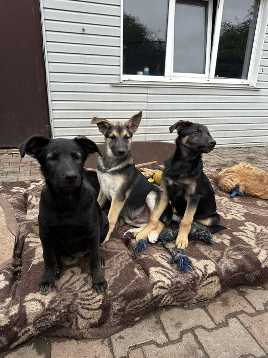 Цуценята  метиси вівчарки безкоштовно