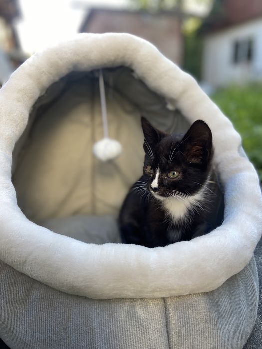 Кошенята шукають сім‘ю)