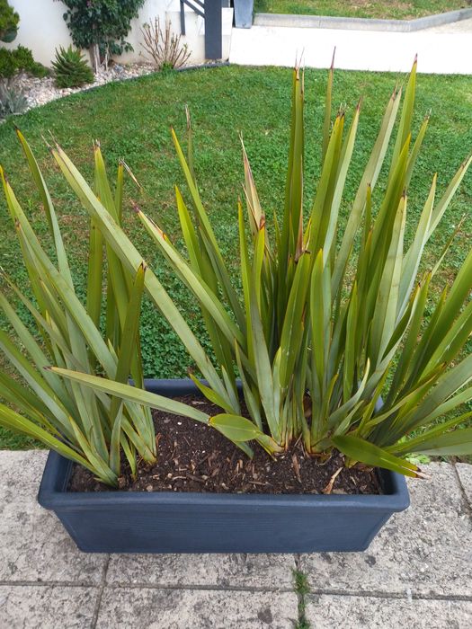 Floreiras grandes com plantas de exterior