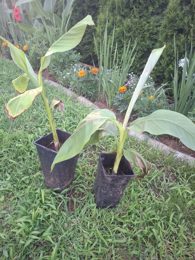 Bananowiec mussa basjo