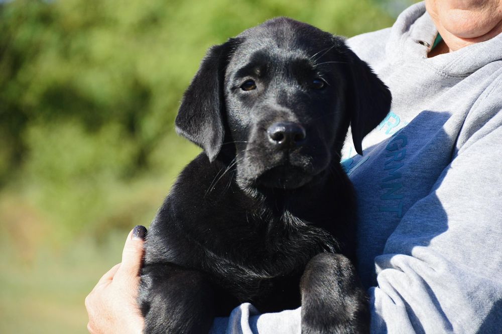 Ждёт свою семью прекрасный щенок лабрадор ретривер!