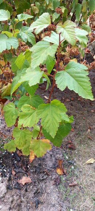 Berberysy, pęcherzyce zielone i bordowe, złotokap, perukowce.