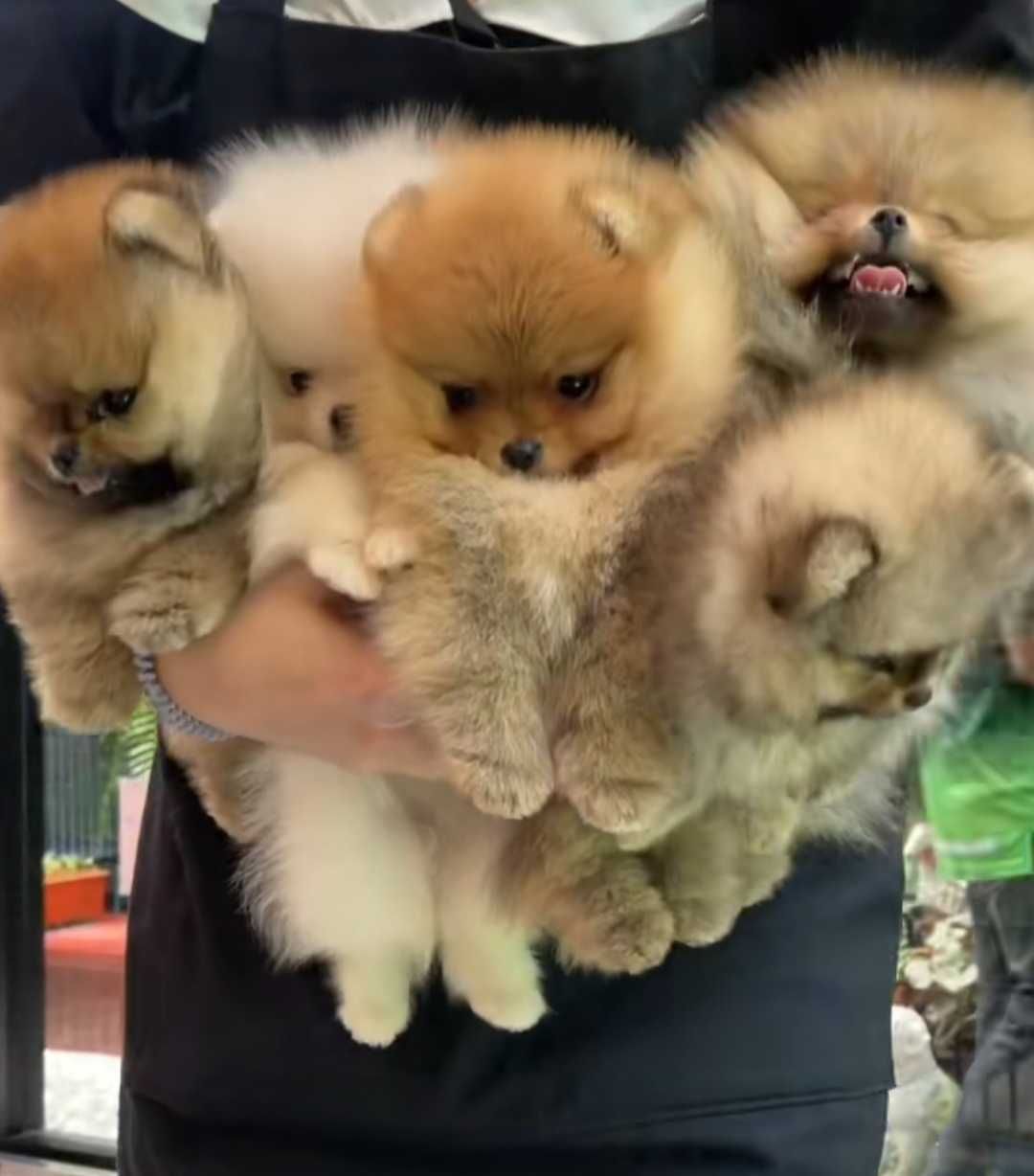 Mały miś pomeranian mini