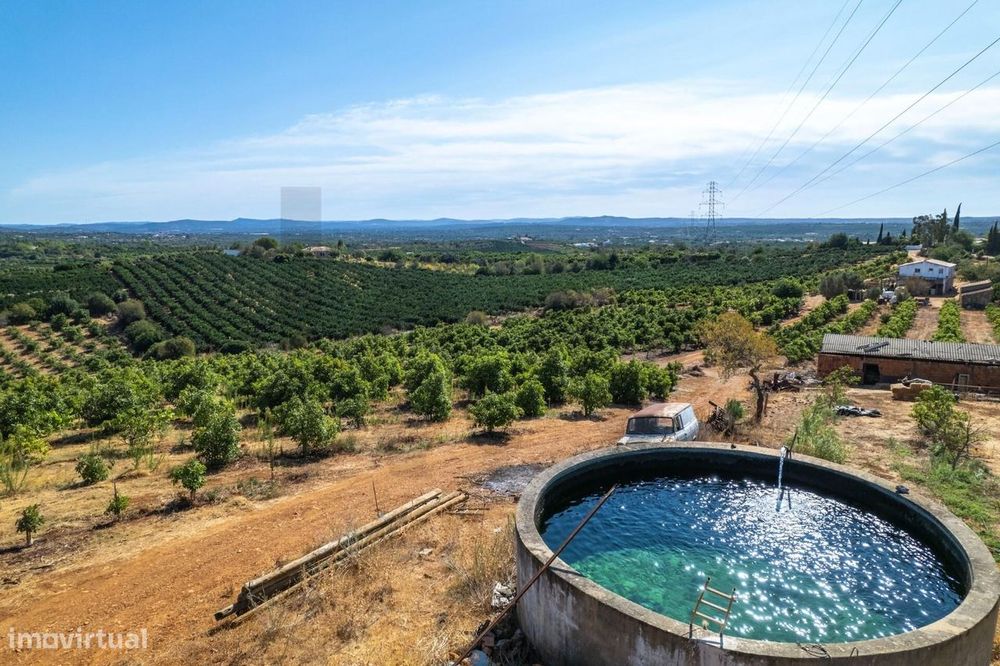 Terreno agrícola em Silves com 8,4 hectares e 3.200 abacateiros em ple