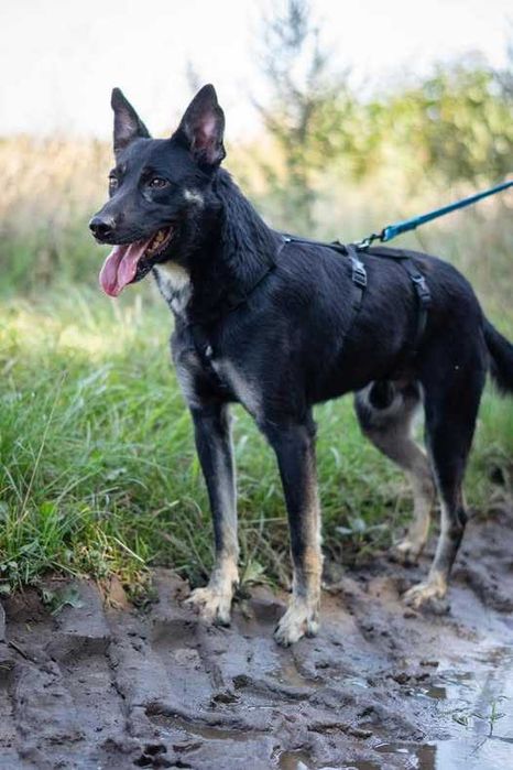 Przyjazny młody Miłek szuka domku