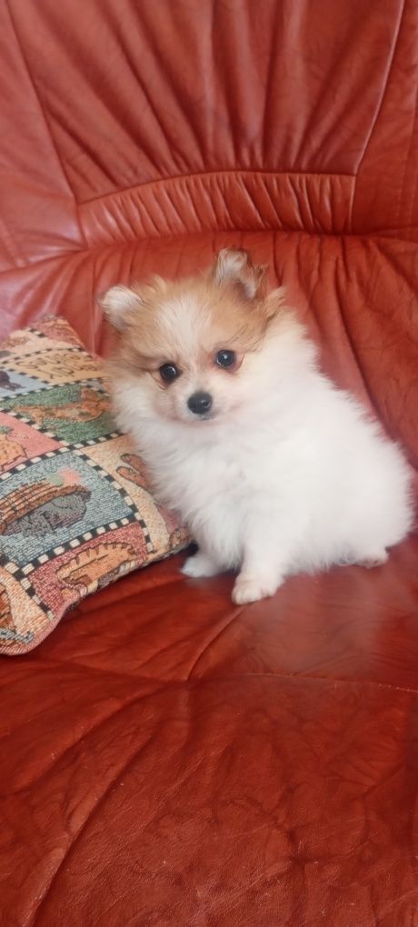 Spitz anão menino