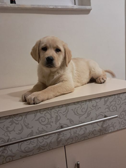 Szczeniak rasy labrador retriever