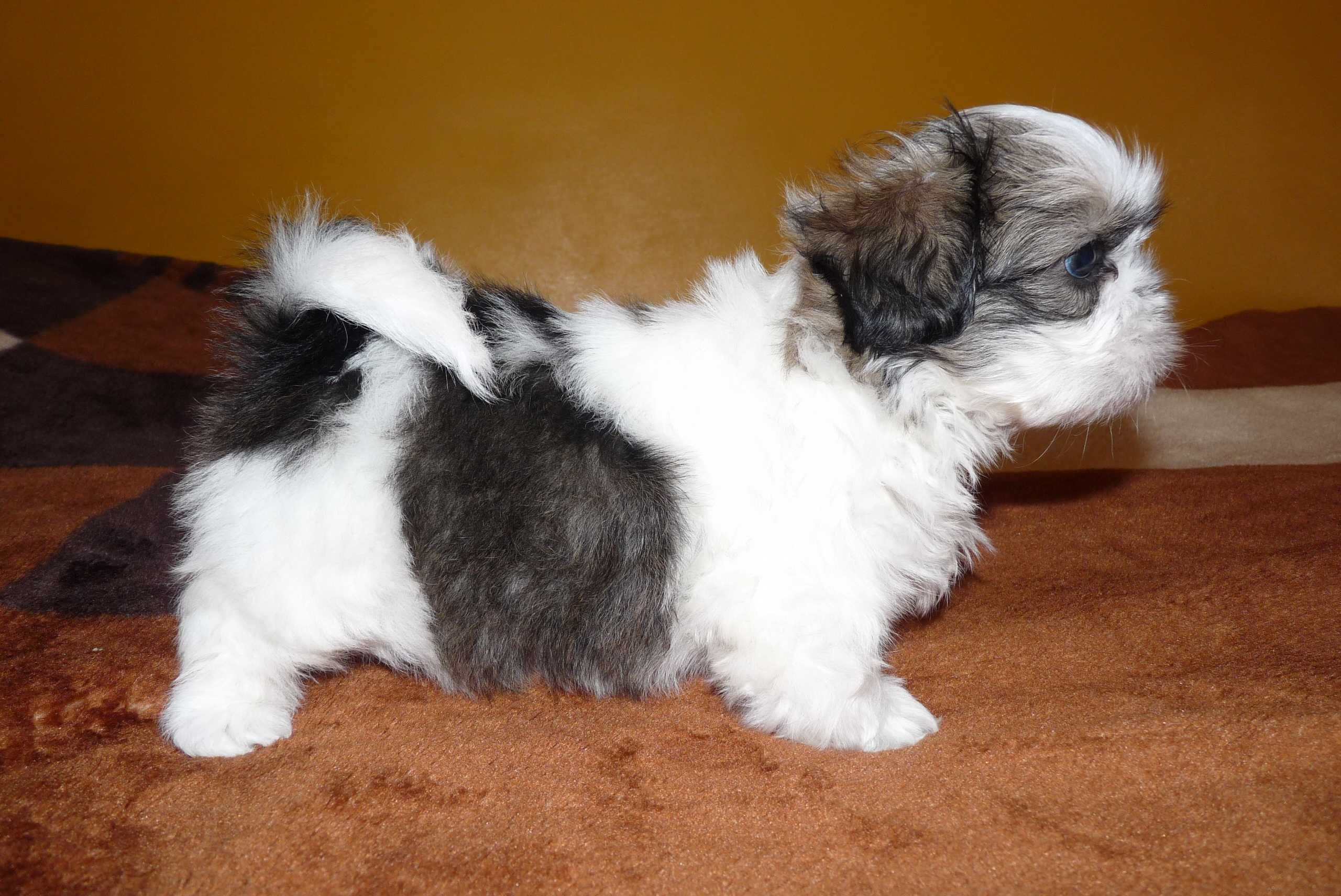 Shih Tzu, piesek Simba do odbioru od 19 lipca.
