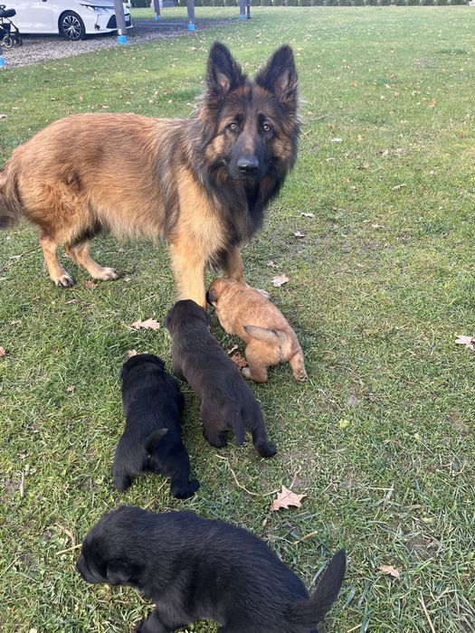 Oddam szczeniaki w dobre ręce