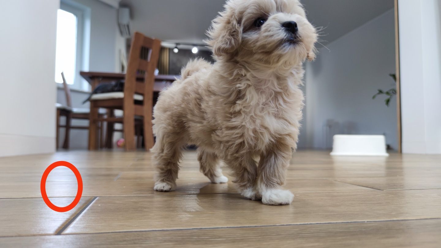 Maltipoo maltipoo