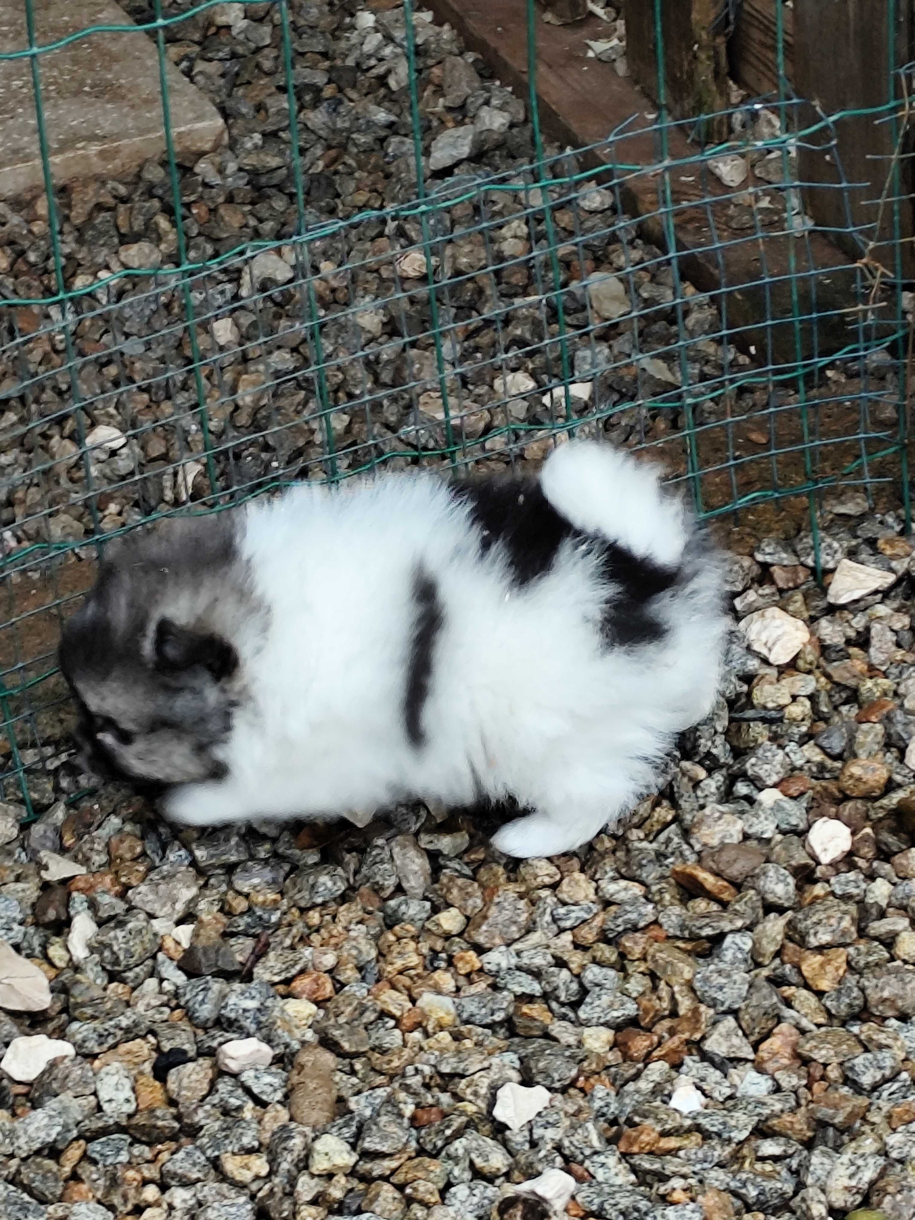 Lulu da Pomerania femea mini teacup c/Lop Spitz Alemão Anão