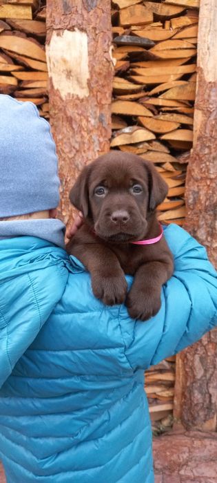Лабрадор Ретрівер цуценята від розплідника