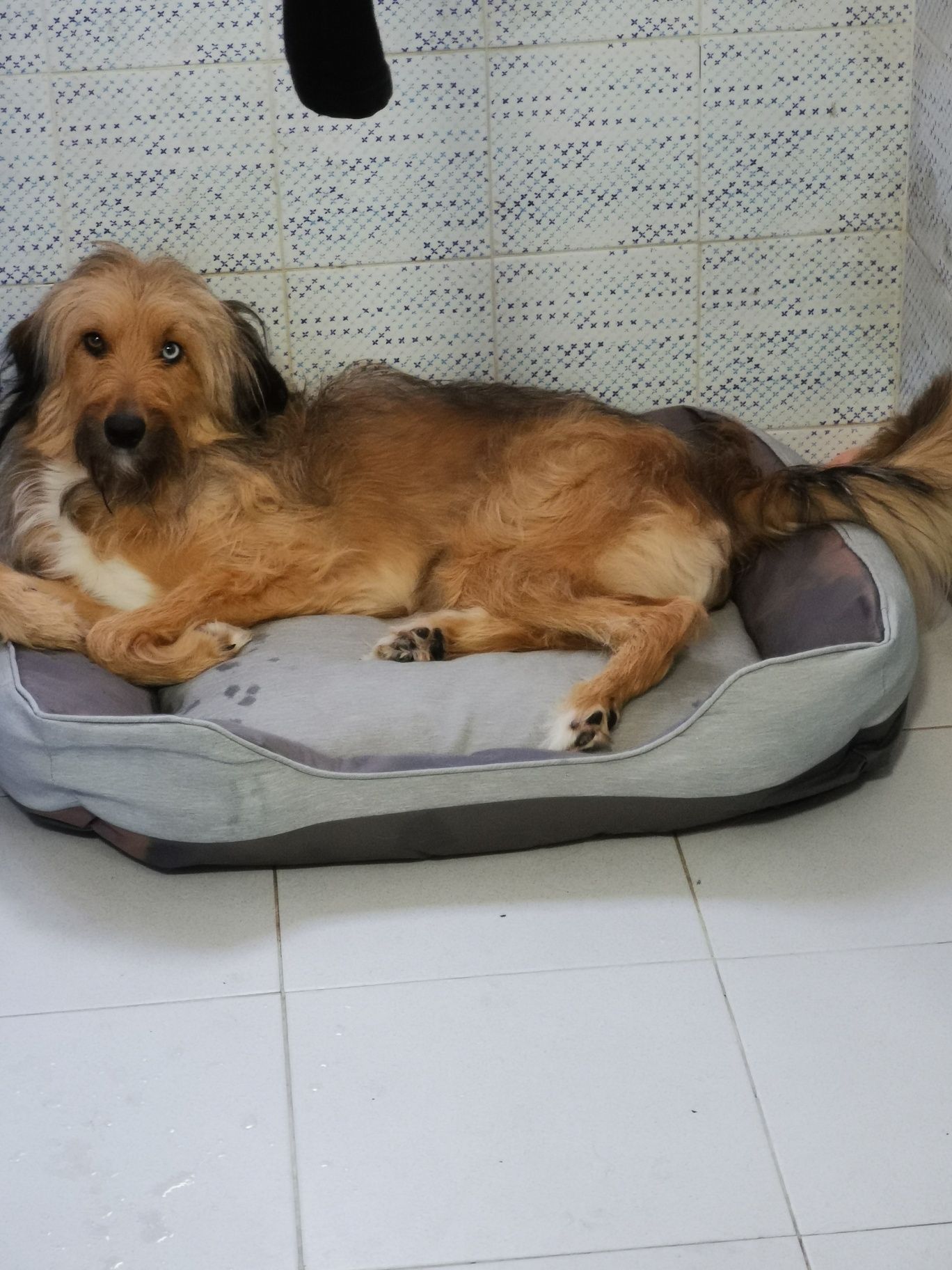 Cadela precisa de um novo lar