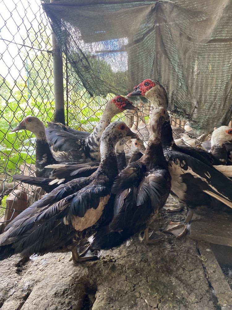Patos mudos Adultos