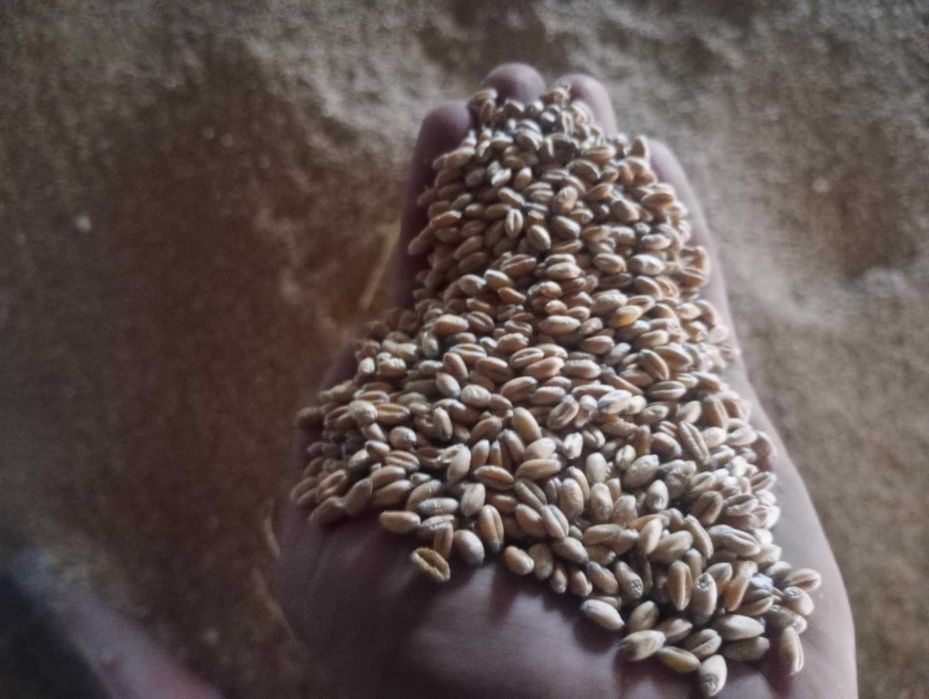 Zboże Pszenica,Pszenżyto, Żyto,Ziemniaki