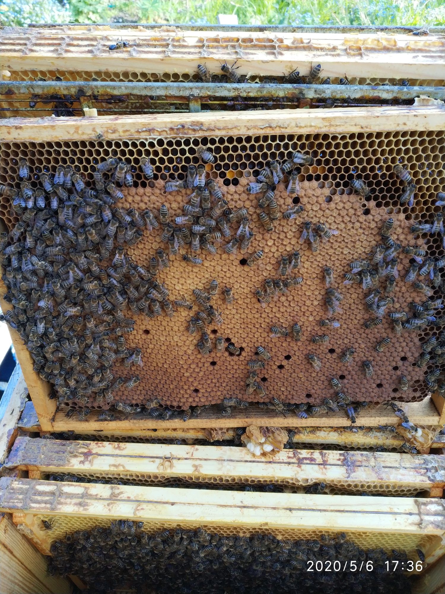 Pszczoły,odkłady pszczele  tegoroczne.
