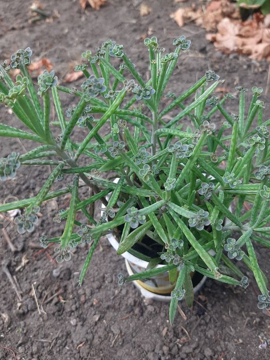 Продам каланхоє тубіфлора