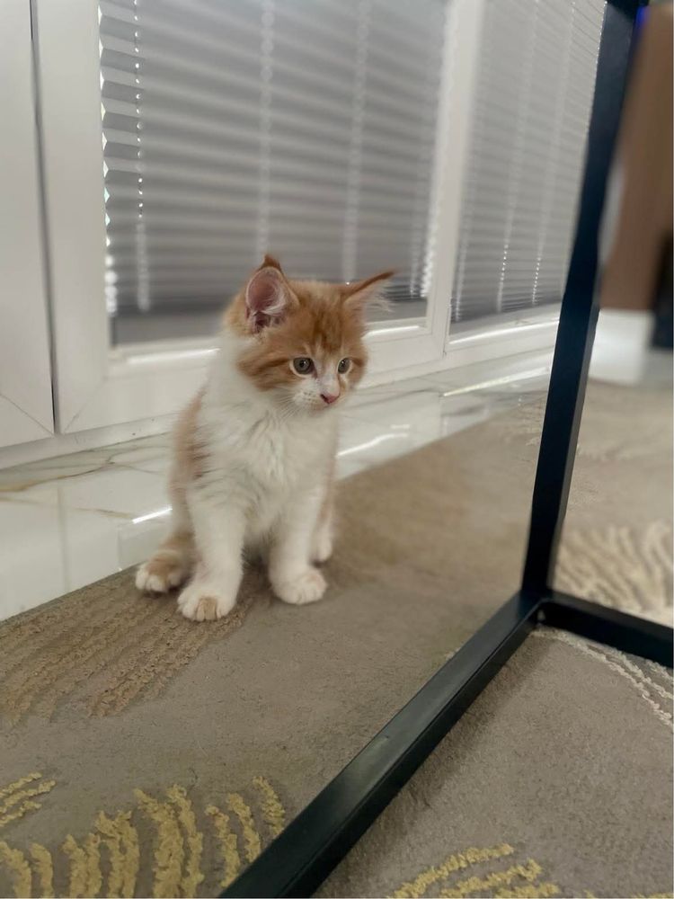 Kot Maine Coon kociak