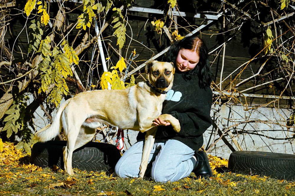 Frodo - piękny, duży pies