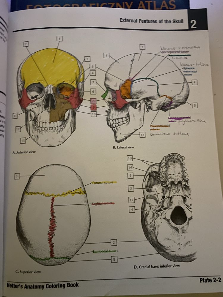 anatomia nettera do kolorowania