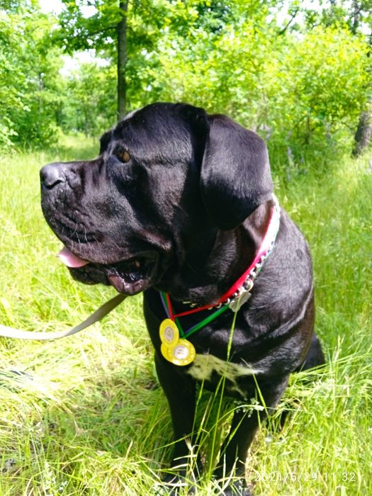 Вязка кане-корсо