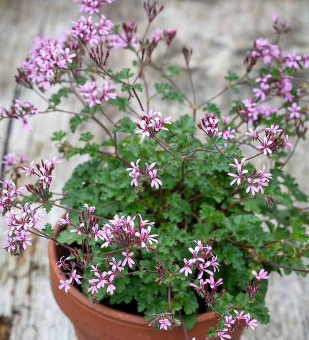 Кімнатна рослина.Пеларгонія духмяна Pelargonium deerwood lavender lass