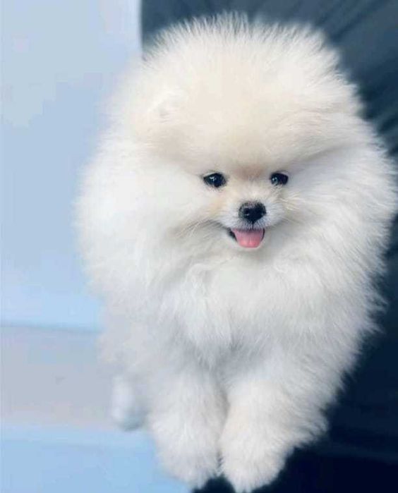 !!! Mały miś pomeranian mini