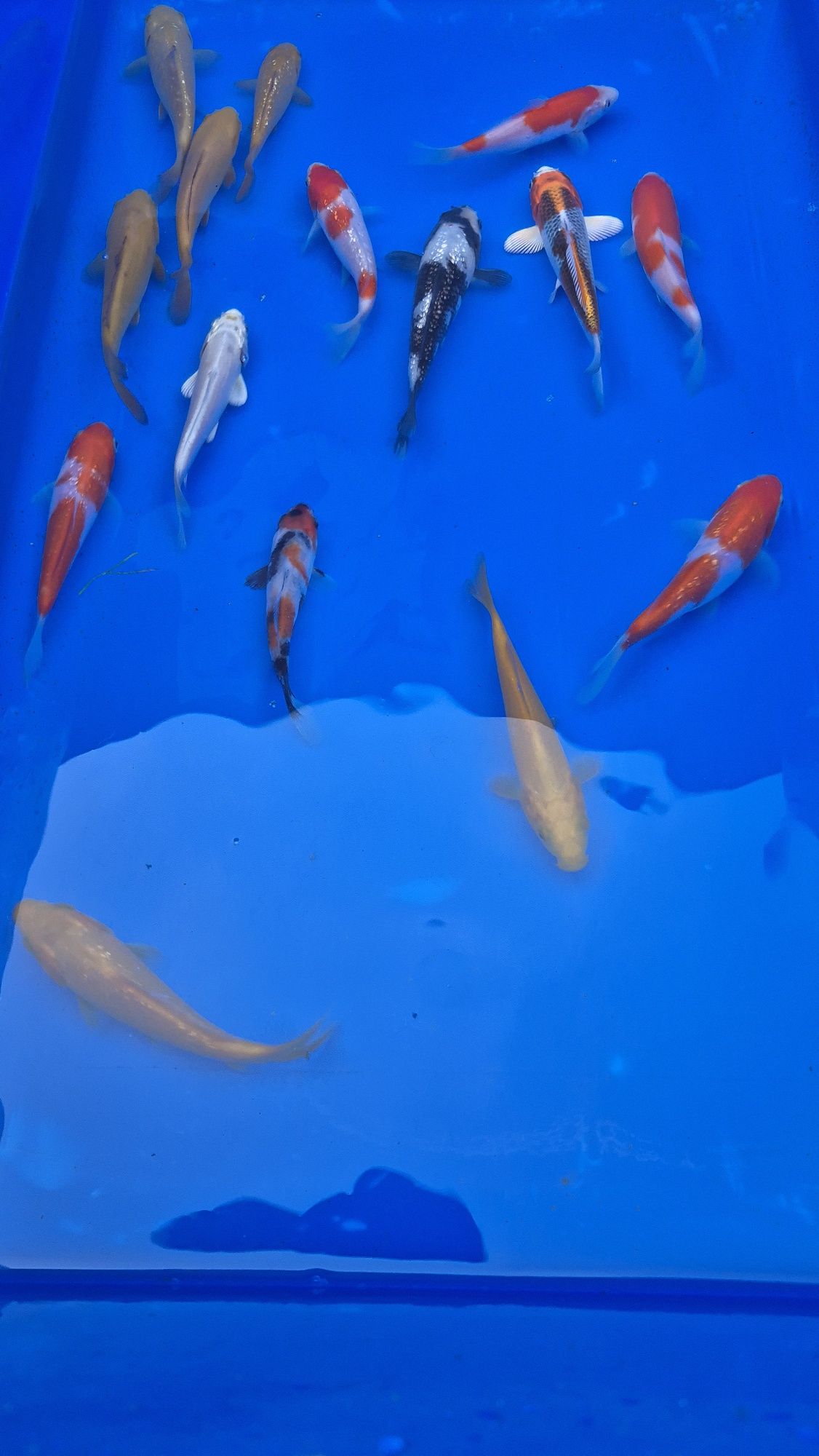 Karpie koi import z Japoni