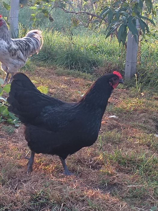 Яйце інкубаційне кури Австралорп .