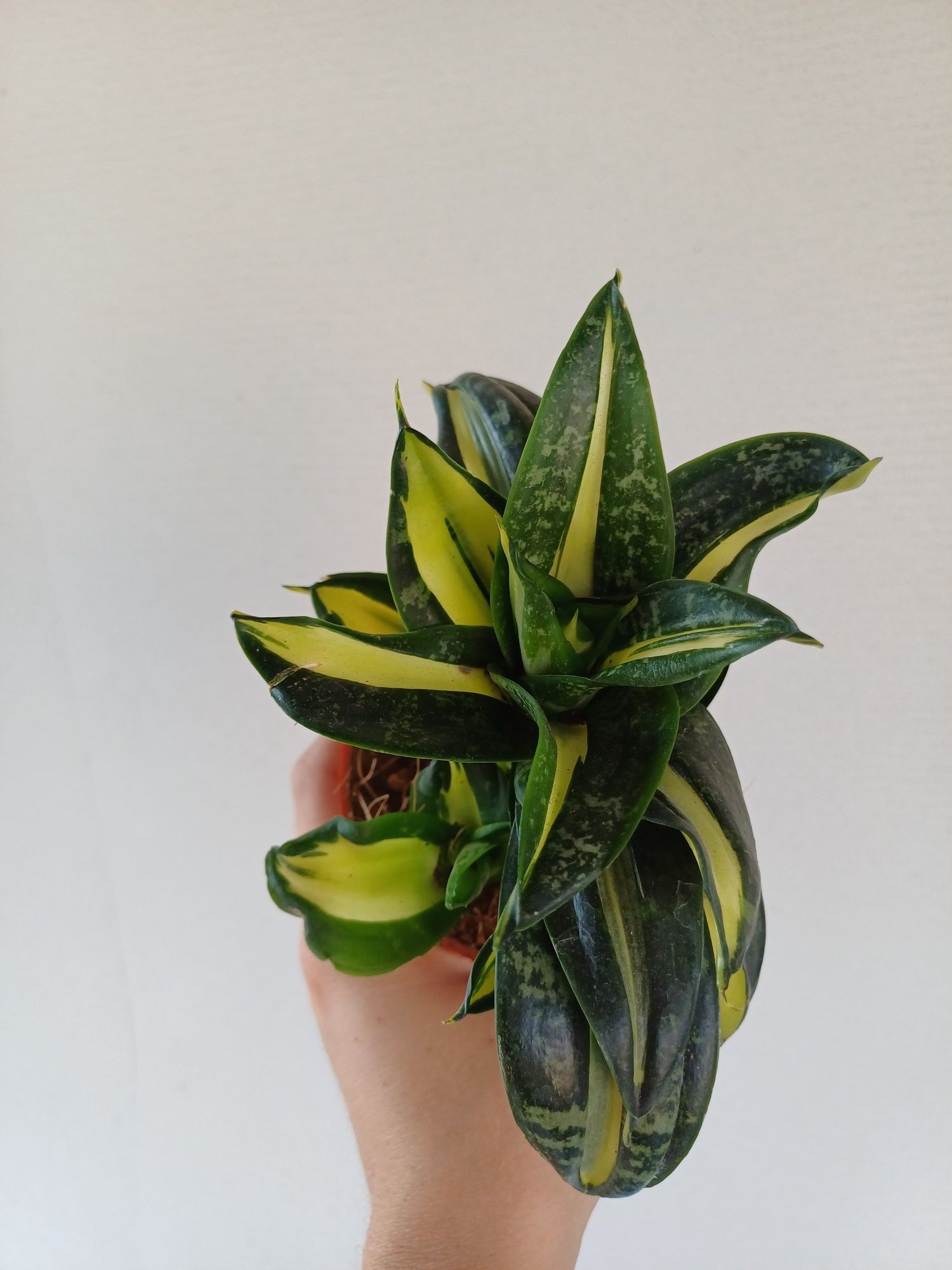 Sansevieria trifasciata hahnii swirls variegata
