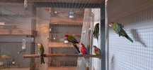 Vendo Varias aves