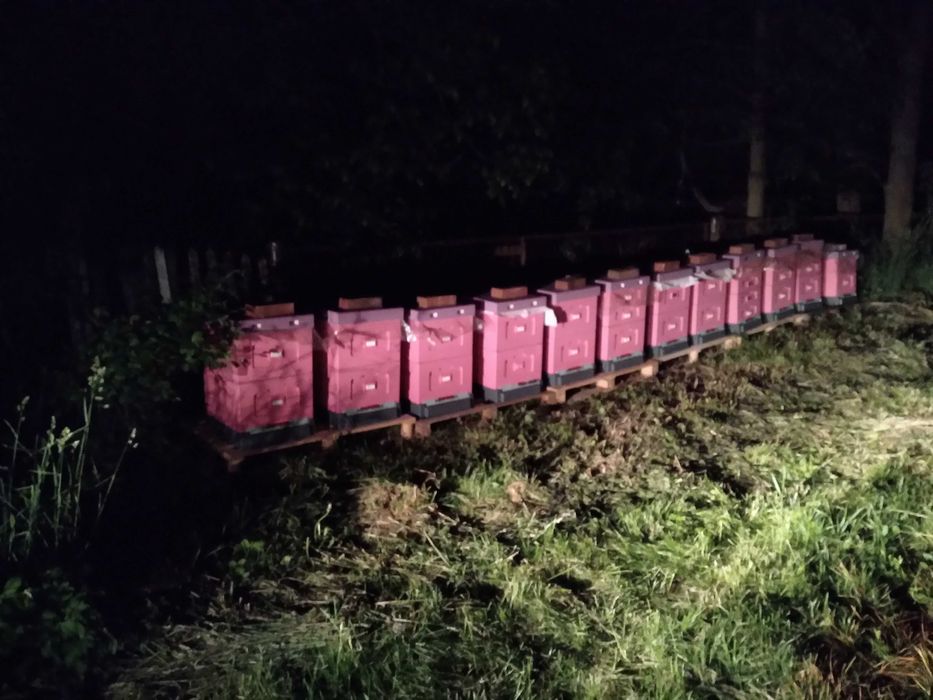 Odkłady pszczele sprzedam