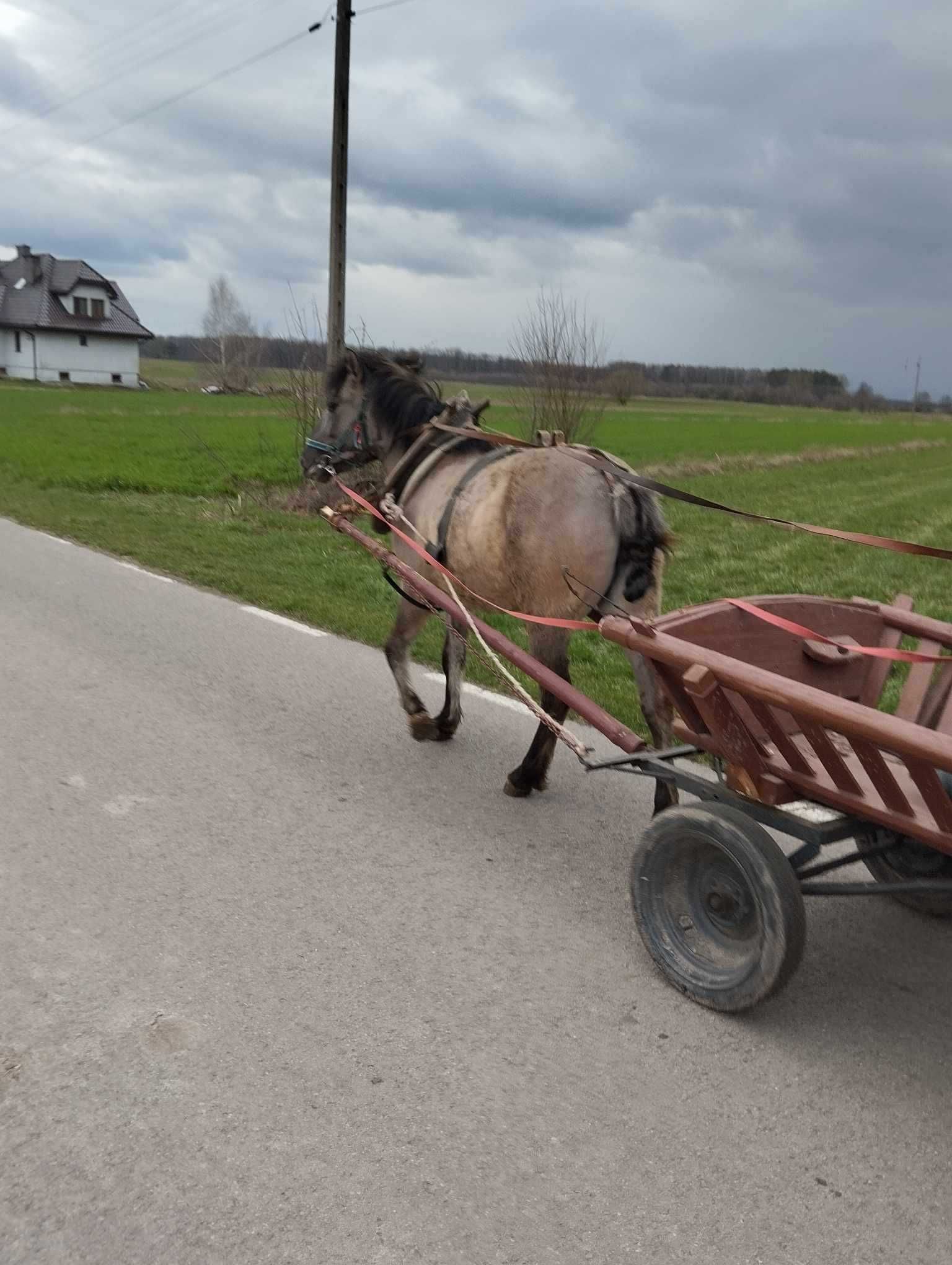 Klacz Konika Polskiego