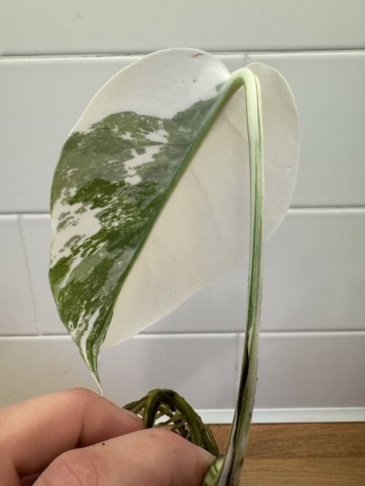 Monstera Variegata szczepka kwiat kwiatek 11cm liść ładna