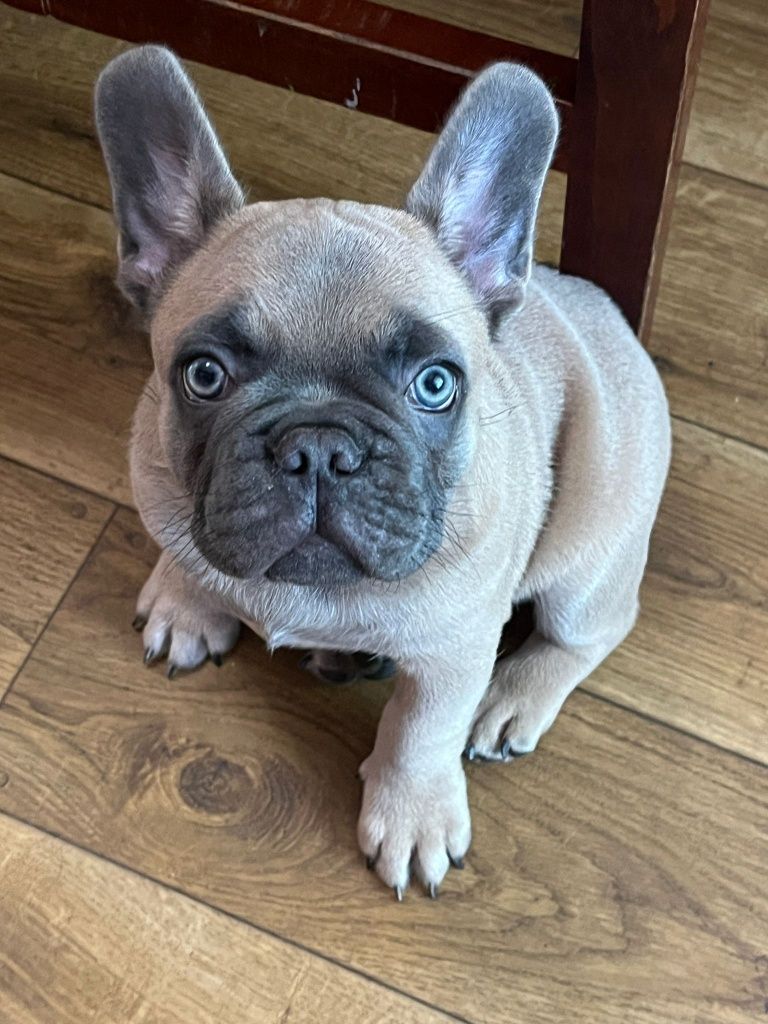 Buldog francuski blue sable