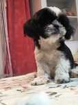 Shihtzu samiczka