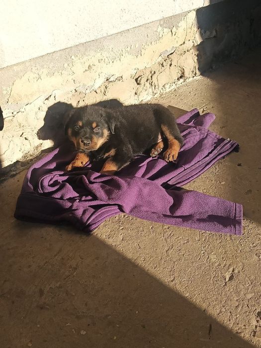 Продаємо собачку ротвейлера