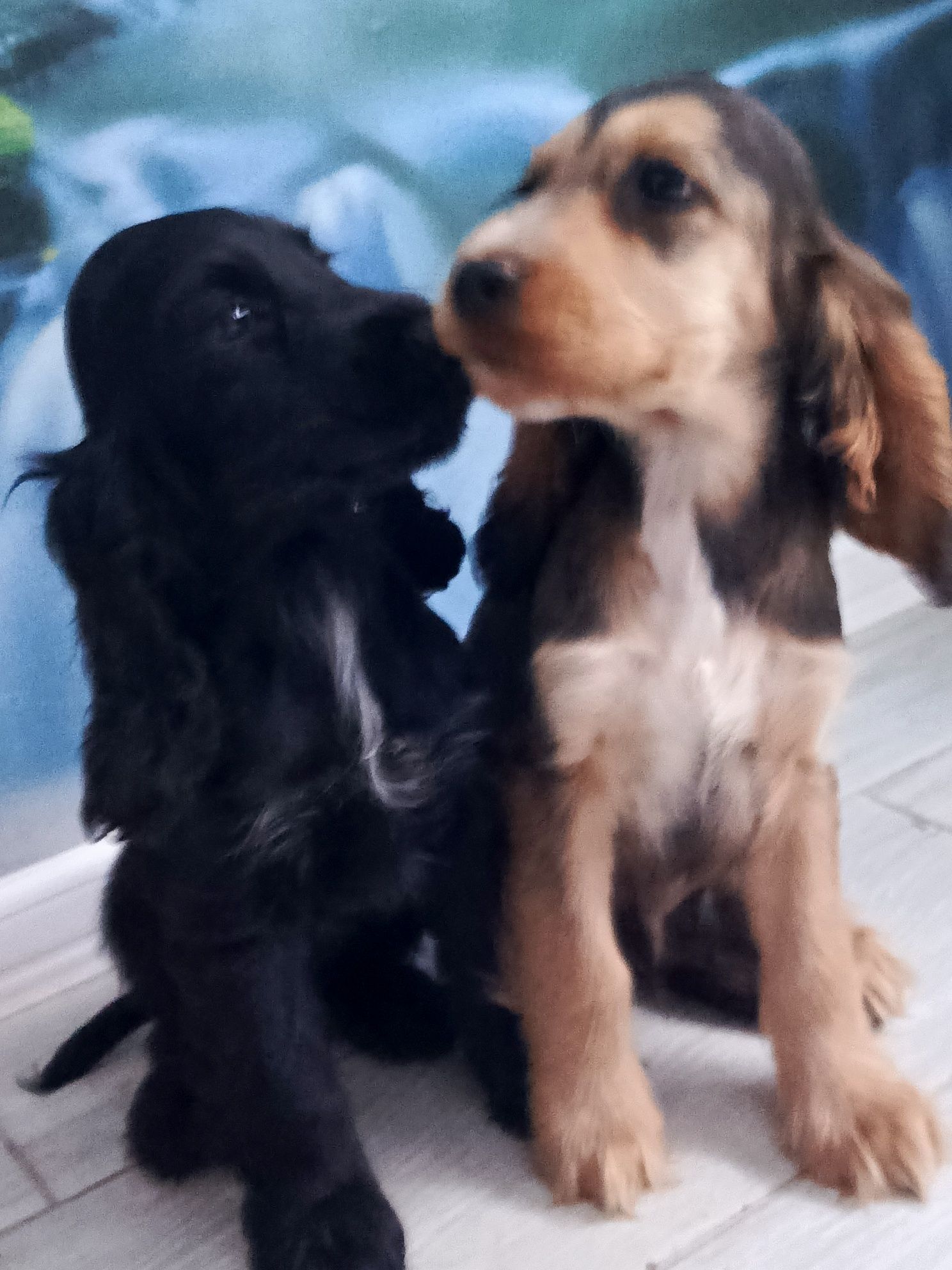 Piesek Cocker Spaniel