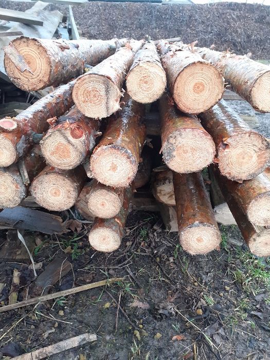 STEMPLE BUDOWLANE SOSNOWE NOWE WYSOKOŚć 3m Radom radom radom radom rad