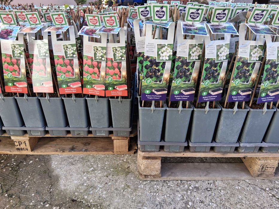 Plantas de framboesas e amoras