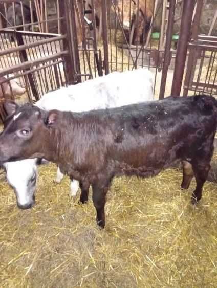 Sprzedam byczka i jałówkę