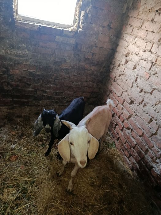 Продам козенят. Коза 3міс. Козел 4 міс.