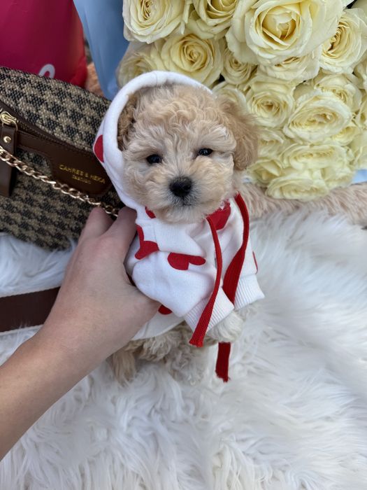 Мальтипу ф1