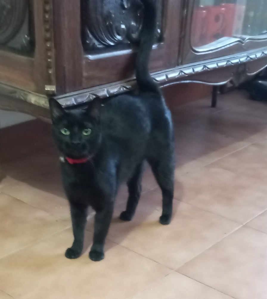 Gata para adoção, Castrada, Vacinada, e com chip