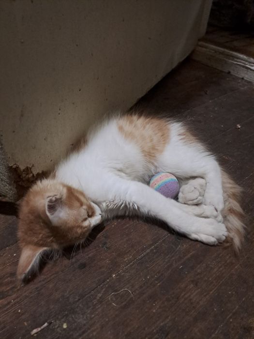 Пропало кошеня Йося