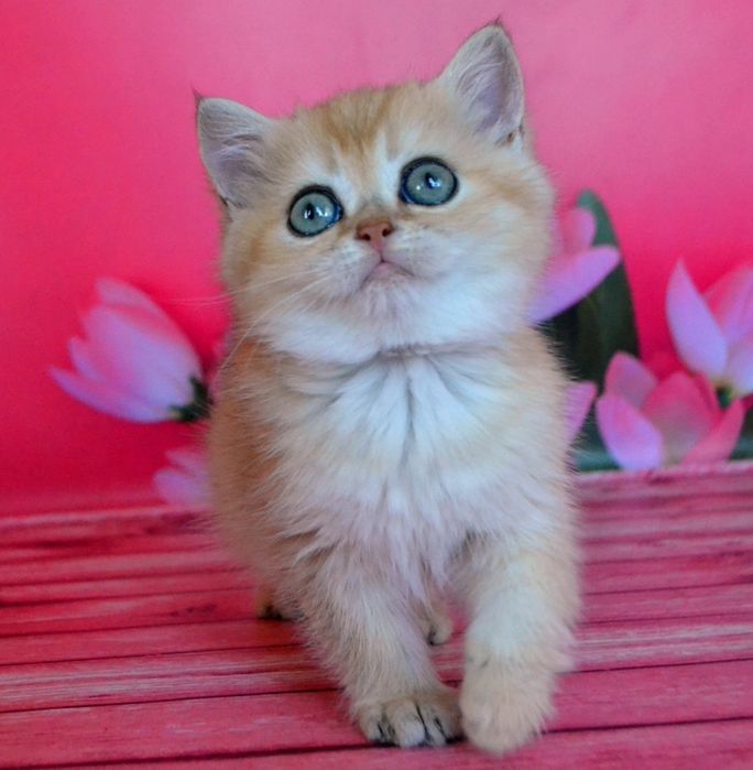 Золотая ny 12 шиншилла