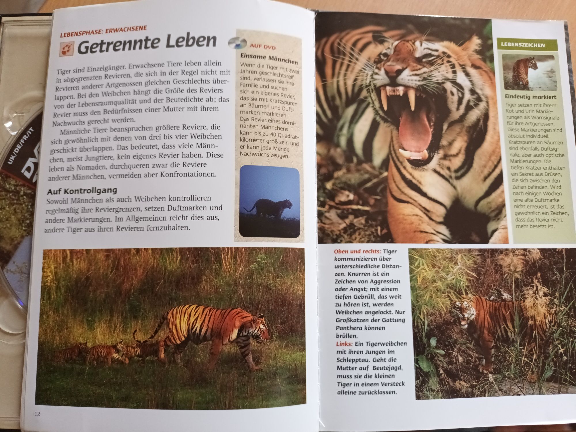 Tygrys książka i płyta DVD w j.niemieckim
